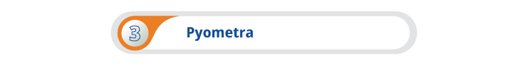 Pyometra